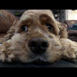 Meet your Posher, Nikki